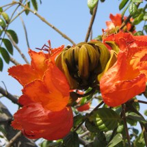 Flowers of Iquique I
